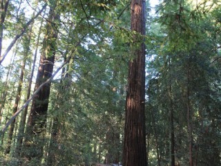 Tussen de Redwood bomen/ between the Redwood trees