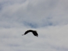Eagle in vlucht/ flight