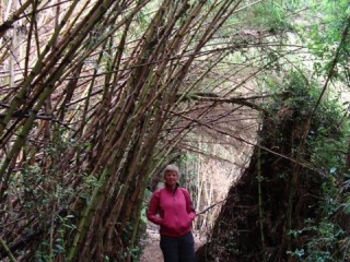 Wandelen door bamboe/ hiking through bamboo