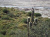 Vogel op cactus/ bird on cactus