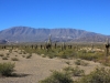 Cactusveld/ field of cacti