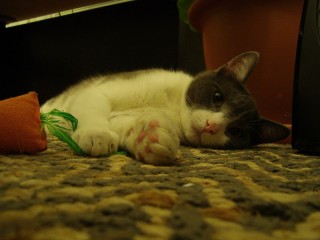 Kramer de kat/ the cat