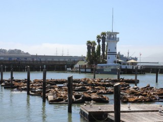 Zeeleeuwen/ sealions