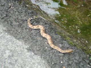 Levende slang/ live snake