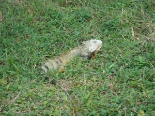 Leguaan/ iguana
