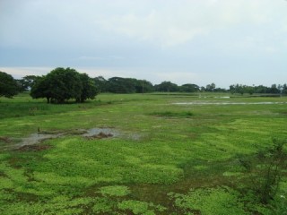Moeras/ swamp