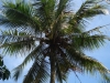 Palmboom/ palm tree
