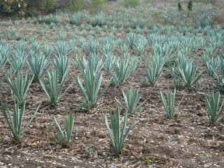 Agaves voor Mezcal/ agave (American aloe) for Mezcal