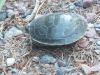 Schildpad/ turtle