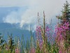 Bosbranden/ forest fires