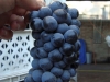 Mooie druiven/ nice grapes