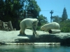 IJsberen/ polar bears