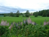 Lupines